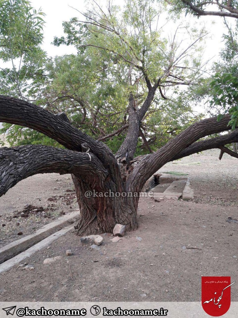 درخت-300-ساله